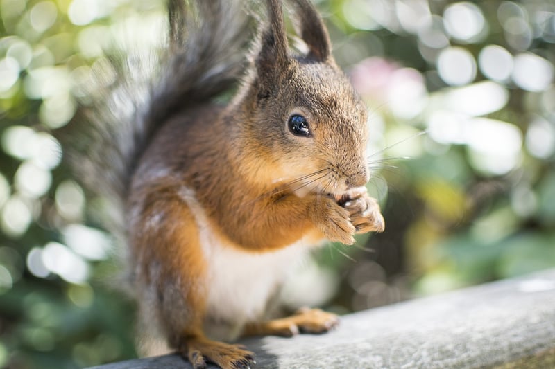 Woodland Eats
