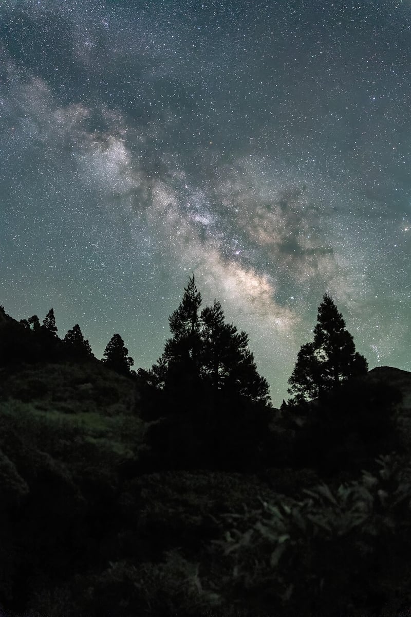 Milky Way over Forest